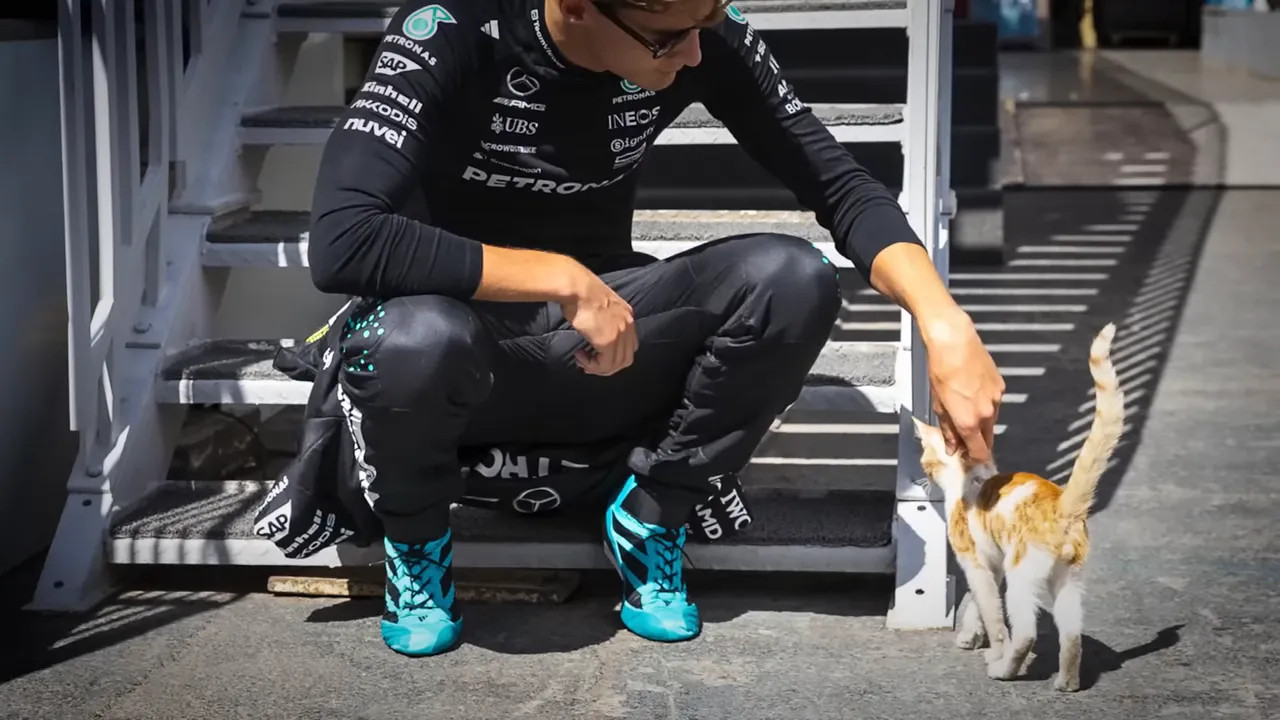 A stray cat visiting the paddock stairs and interacting with drivers