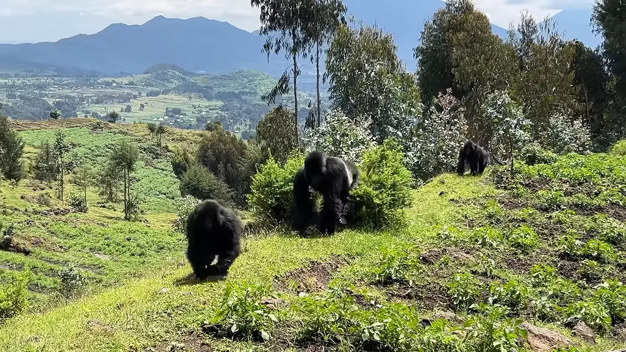 Gorillas on a green hillside with trees and mountains in the background