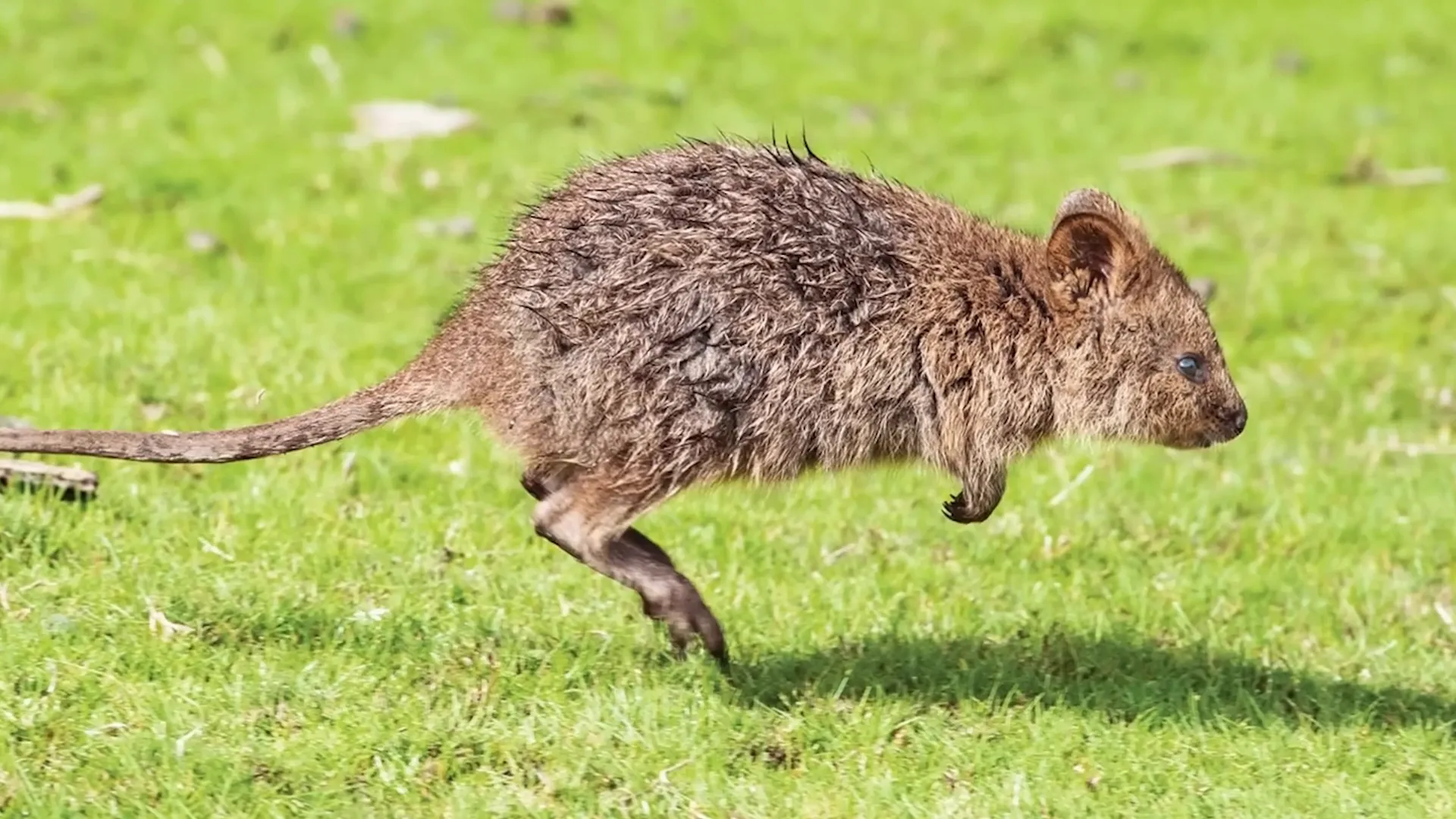 Valtteri Bottas with a quokka