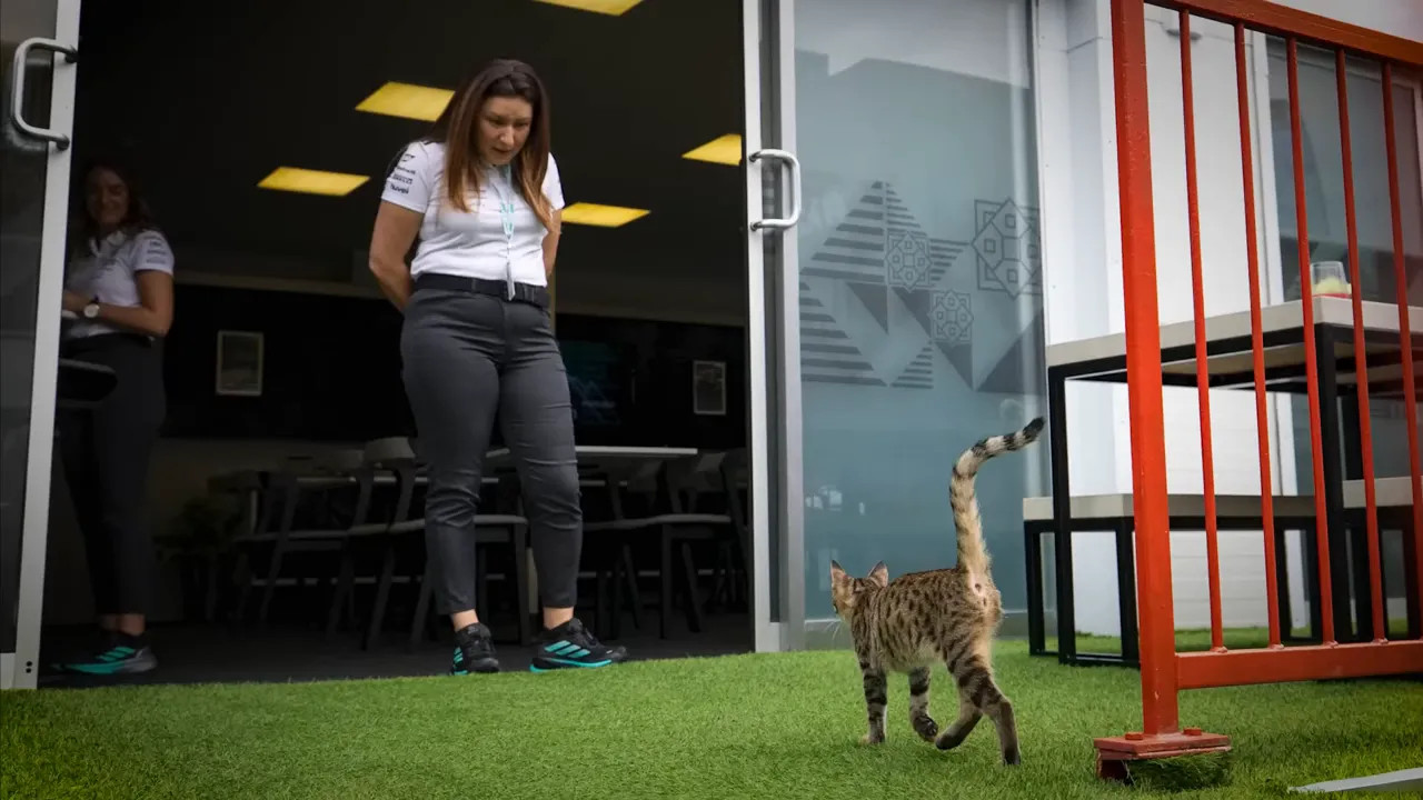 A paddock staff member holding the playful kitten