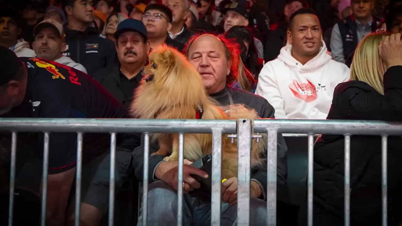 fan with small dog sitting in grandstands las vegas f1