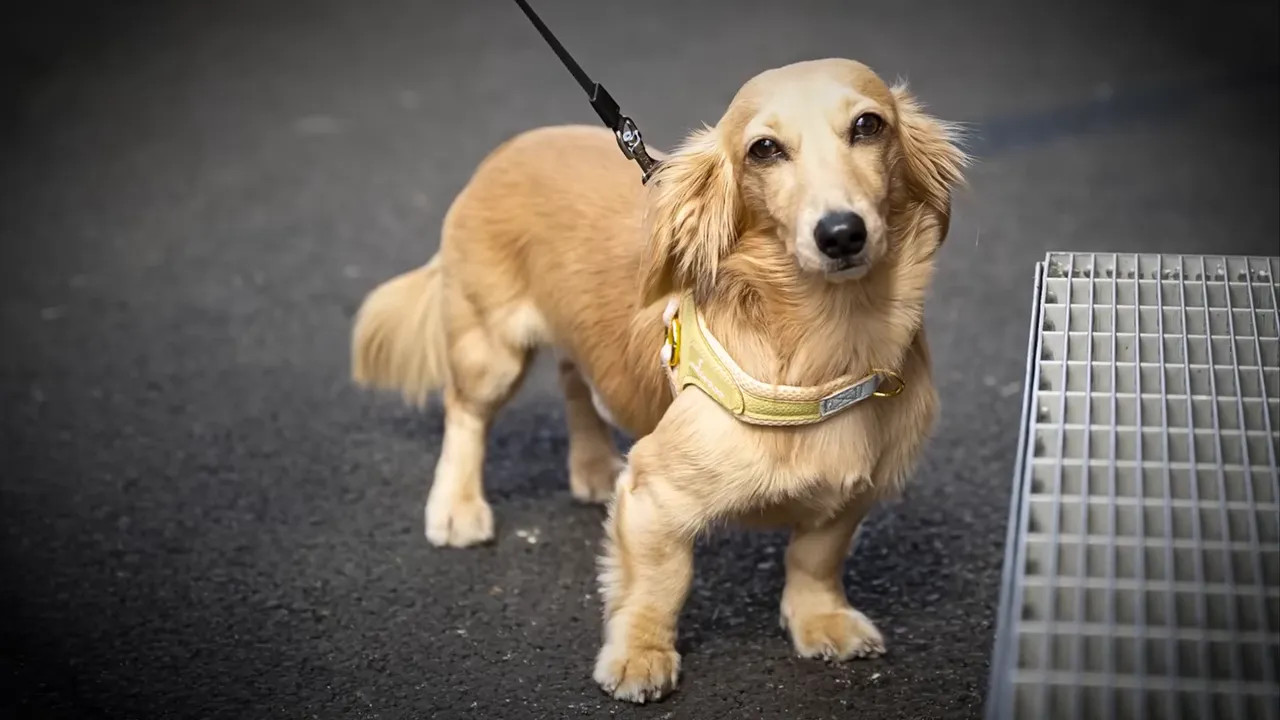 Small tan dachshund standing on a leash on the pavement