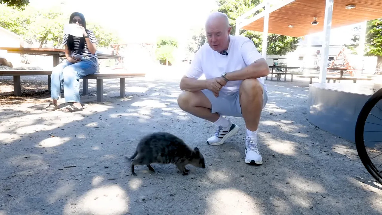 Quokka walking near a person at Rottnest Island