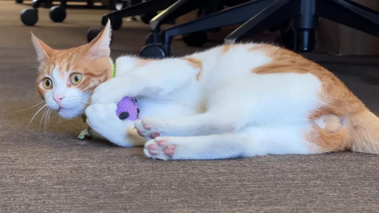 Orange and white cat lying on an office carpet and playing with a small toy
