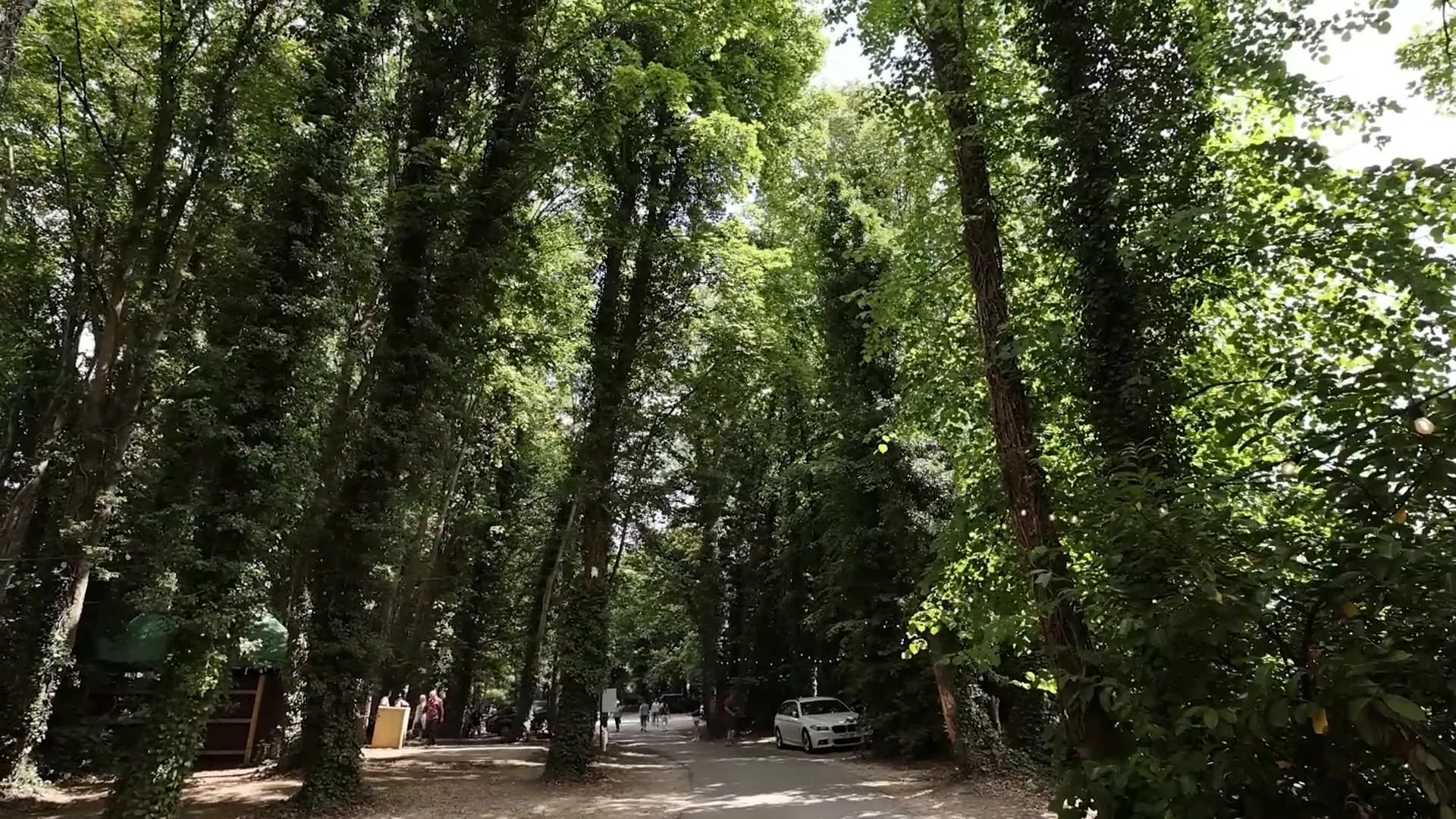 Hundred year old trees providing shade in the car park